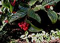 Cotoneaster-bullatus.JPG