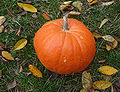 Cucurbita pepo 2009 G1.jpg