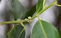 Ilex-aquifolium-flower-buds.JPG