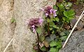 Lamium-purpureum-flowers.JPG