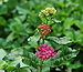 Purple Milkweed Asclepias purpurascens Flower Heads Wide 2300px.jpg