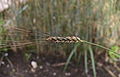Triticum-turgidum-ear.JPG