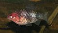 Black Ruby Barb 700.jpg