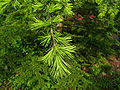 Cedrus libani foliage PAN.JPG