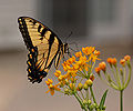 Eastern Tiger Swallowtail Papilio glaucus on Milkweed Hybrid 2225px.jpg
