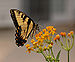 Eastern Tiger Swallowtail Papilio glaucus on Milkweed Hybrid 2225px.jpg