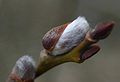 Salix-catkins.JPG