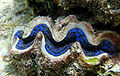 Tridacna sp by Ewa Barska.jpg