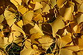 Ginkgo Tree Ginkgo biloba Fallen Pile 3008px.jpg