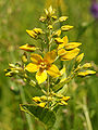 Lysimachia vulgaris (flower).jpg