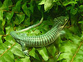 Arboreal Alligator Lizard Abronia graminea 2900px.jpg