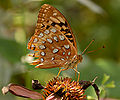 Great Spangled Fritillary Speyeria cybele Damaged 2397px.jpg