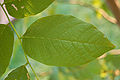 Cladrastis kentukea Yellowwood Leaf 3008px.jpg