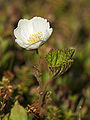 Rubus chamaemorus LC0151.jpg