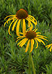 Yellow Coneflower Echinacea paradoxa Twisted Pair DoF 2000px.jpg