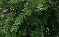 Ligustrum-obtusifolium-habit.jpg