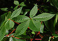 Red Buckeye Aesculus pavia Leaf Cluster 2800px.jpg
