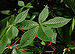 Red Buckeye Aesculus pavia Leaf Cluster 2800px.jpg