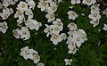 Anemone-sylvestris-flowers.JPG