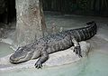 Brookfield zoo fg06.jpg