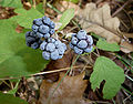 Dewberry fruits 2009 G1.jpg