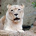 African Lion Panthera leo krugeri Female 2000px adjusted.jpg
