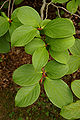 Japanese Stewartia Stewartia pseudocamellia Leaves Vertical 2000px.jpg