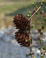 Larix x marschlinsii cones.jpg