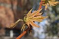 Acer saccharinum young leaves.JPG