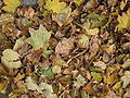 Autumn leaves in Vienna.jpg