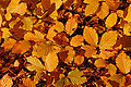 Copper Beech Fagus sylvatica f. purpurea Autumn Leaves Closeup 3008px.jpg