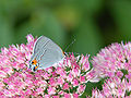 Gray Hairstreak Strymon melinux Butterfly 2000px.jpg