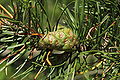 Pinus banksiana cone 2.JPG