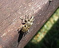 ''Rhagium-inquisitor-006.jpg