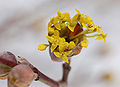 Corneliancherry Dogwood Cornus mas Flowers Closeup 2565px.jpg