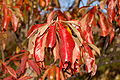 Franklin Tree Franklinia alatamaha Autumn Leaf 2000px.jpg
