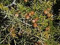 Juniperus oxycedrus subsp. oxycedrus (fruits).jpg