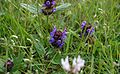 Prunella-vulgaris-flowers.JPG