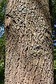 Quercus coccinea bark.JPG