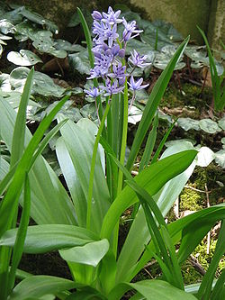 Tractema lilio-hyacinthus