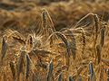 Triticum polonicum L 2.JPG