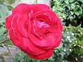 A red rose with dewdrops 1.jpg