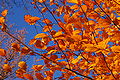 Copper Beech Fagus sylvatica f. purpurea Autumn Leaves 3008px.jpg