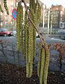 Corylus-colurna-catkins.JPG