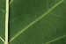 Tulip Tree Liriodendron tulipifera Leaf Underside Closeup 3008px.jpg