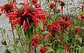 Monarda-didyma.JPG