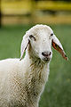01 Ovis orientalis aries portrait.jpg
