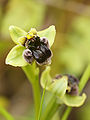 Ophrys bombyliflora (flower).jpg