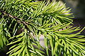 Picea omorika young shoot.JPG