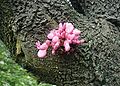 Cercis-siliquastrum.JPG